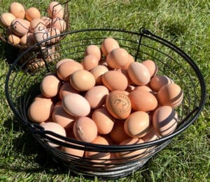 chicken eggs in wire baskets on grass