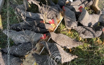 What is a Backyard Flock?