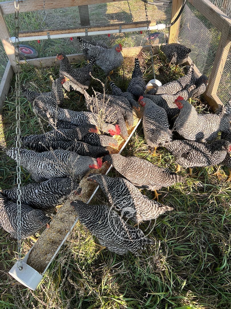 secondary_green Logo of Wild Haven Farm