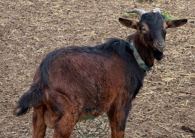 Mike, a San Clemente Island goat buck