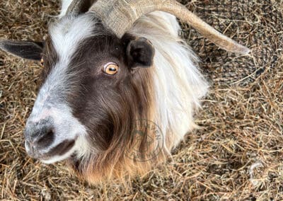 goat looking at camera