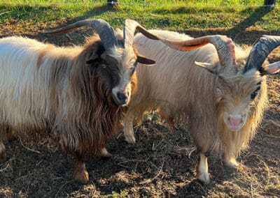 two goat bucks