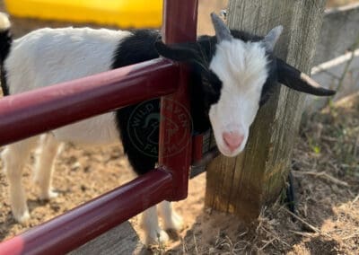 Chuck, a myotonic goat climbing through gate