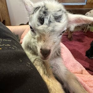 Baby goat in person's lap