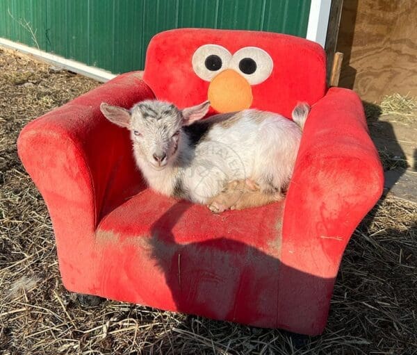 Kid goat in a plush child's chair