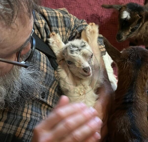 Baby goat (kid) lays on man's lap and stretches.