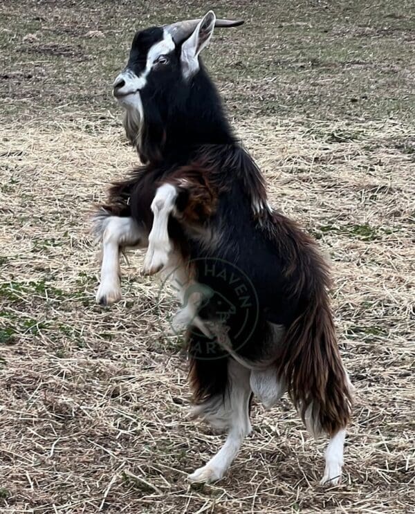 Keith, myotonic buck goat rearing up on his hind legs