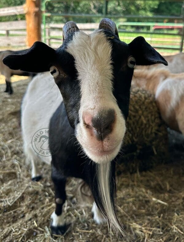 Lily, a myotonic goat looking at the camera