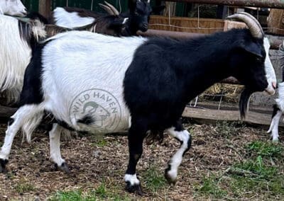 Lily, a myotonic goat right side view