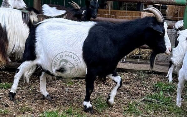 Lily, a myotonic goat right side view