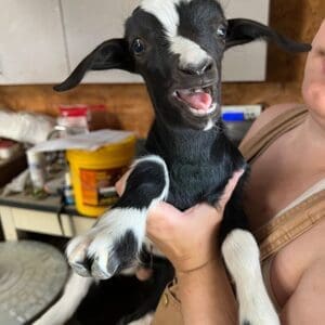 Minnie, a myotonic/fainter doe being held by a woman. The goat is open mouthed talking.