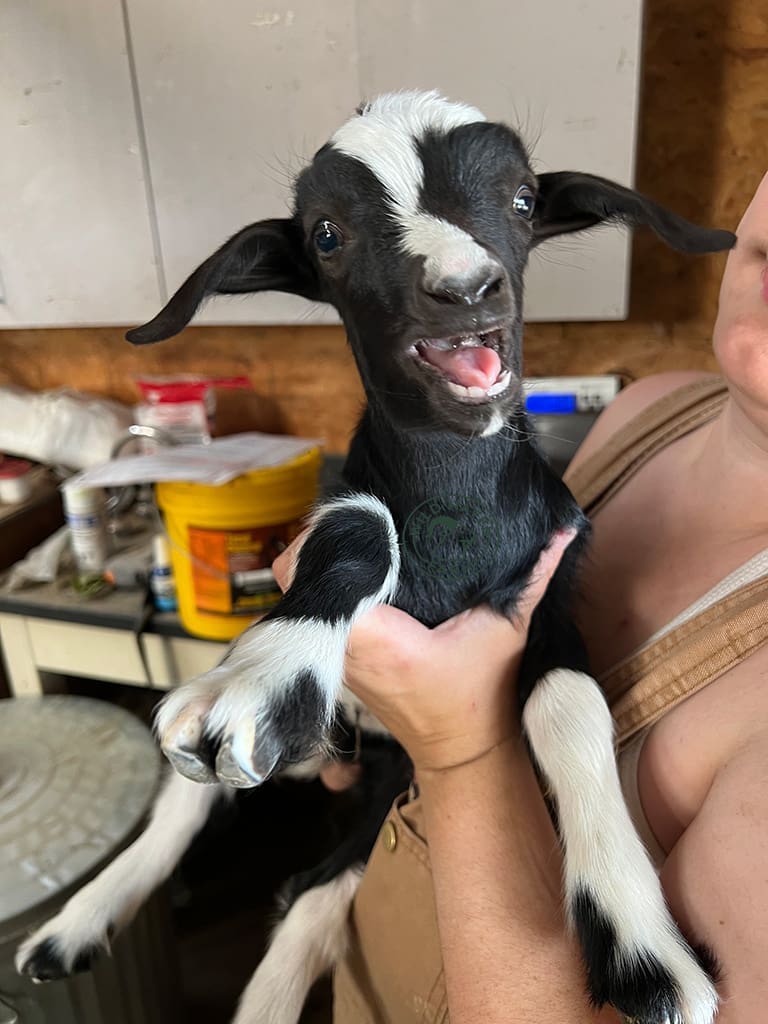 Minnie, a myotonic/fainter doe being held by a woman. The goat is open mouthed talking.