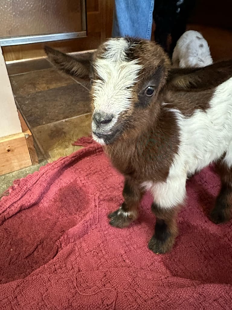 Baby goat looking at camera