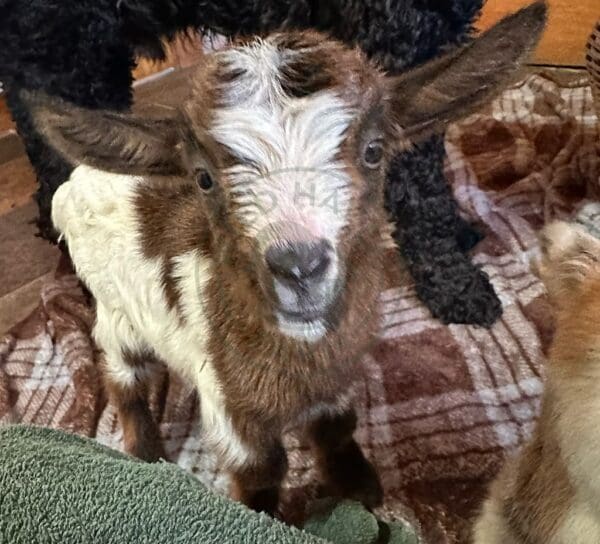 Rosie, a new born goat kid looking at the camera