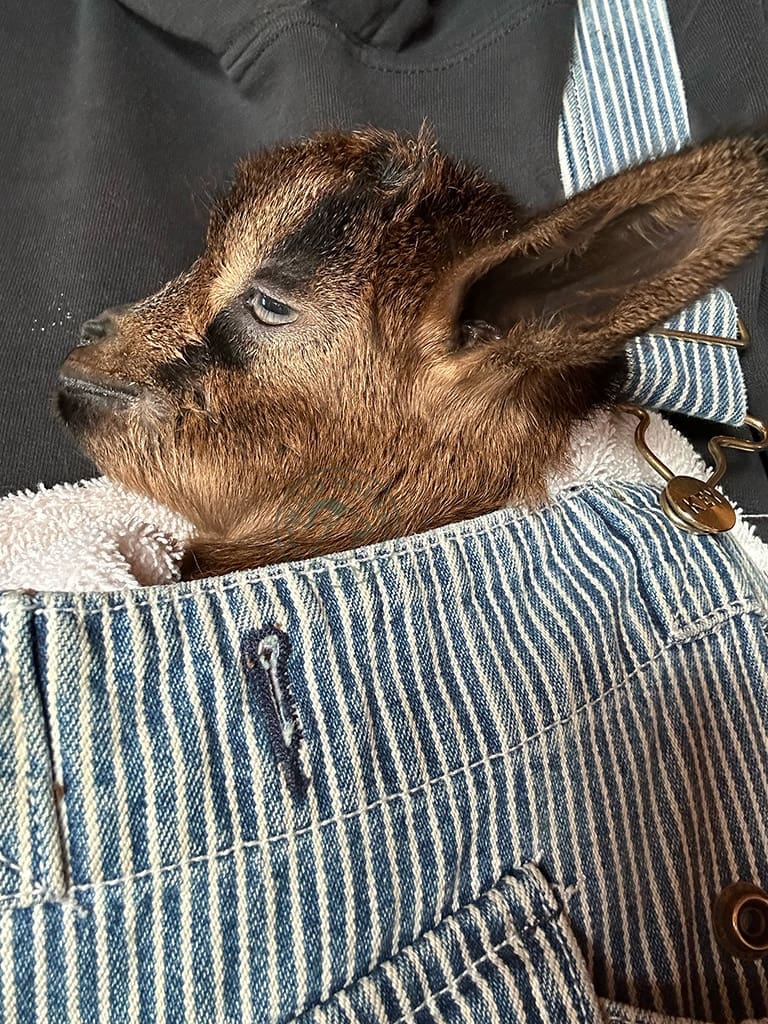Baby goat tucked into overalls