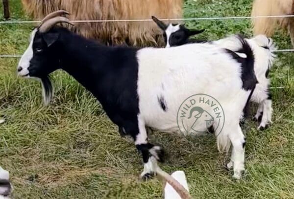 Lily, a myotonic goat left side view