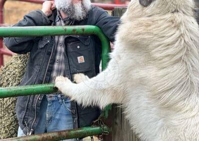 large Great Pyrenees standing at a cattle gate across from a man. The dog is as tall as the man.
