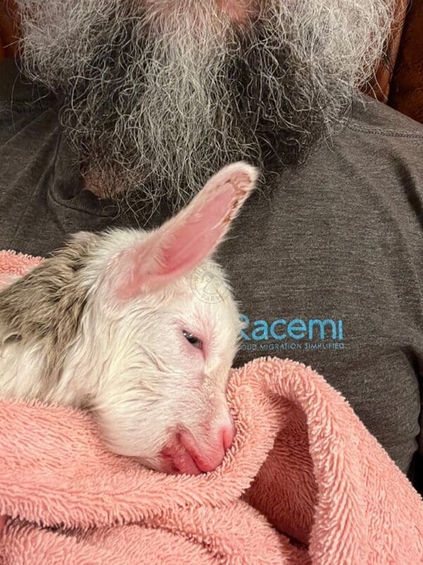 Grace, a myotonic kid (baby) goat laying on a man