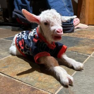kid goat, Grace, laying on the floor in a sweater with her mouth open