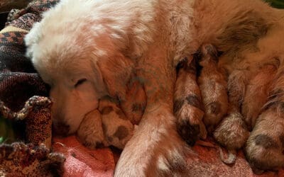 Livestock Guardian Dog Grant – 2024