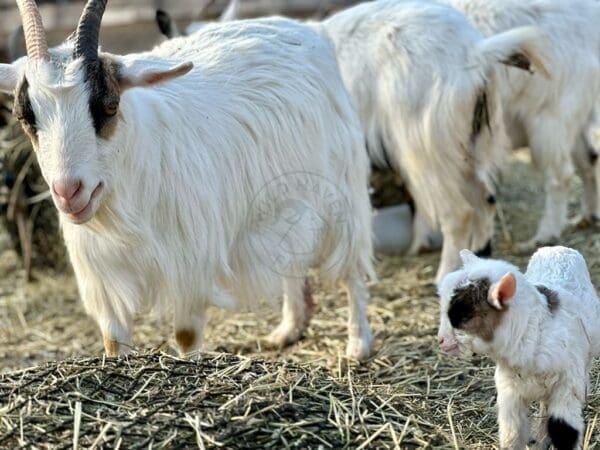 Dam and Kid (mom and baby goats)