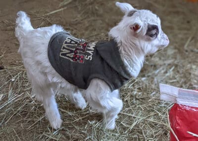 Baby goat in a sweater