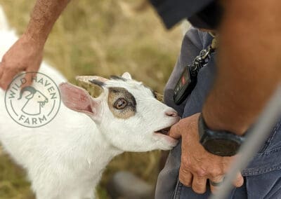goat chewing on man's thumb