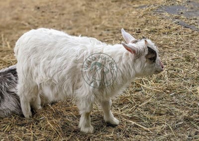 Johnnie, a myotonic goat, left side view