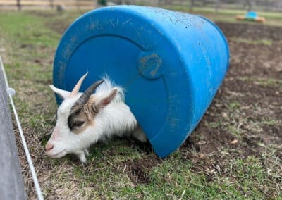Johnnie, a fainting goat, under a plastic barrel