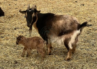 A Nigerian Dwarf goat (Skye) with her doeling