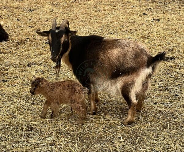 A Nigerian Dwarf goat (Skye) with her doeling