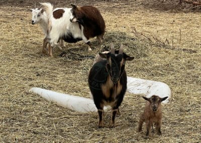 A Nigerian Dwarf goat (Skye) with her doeling