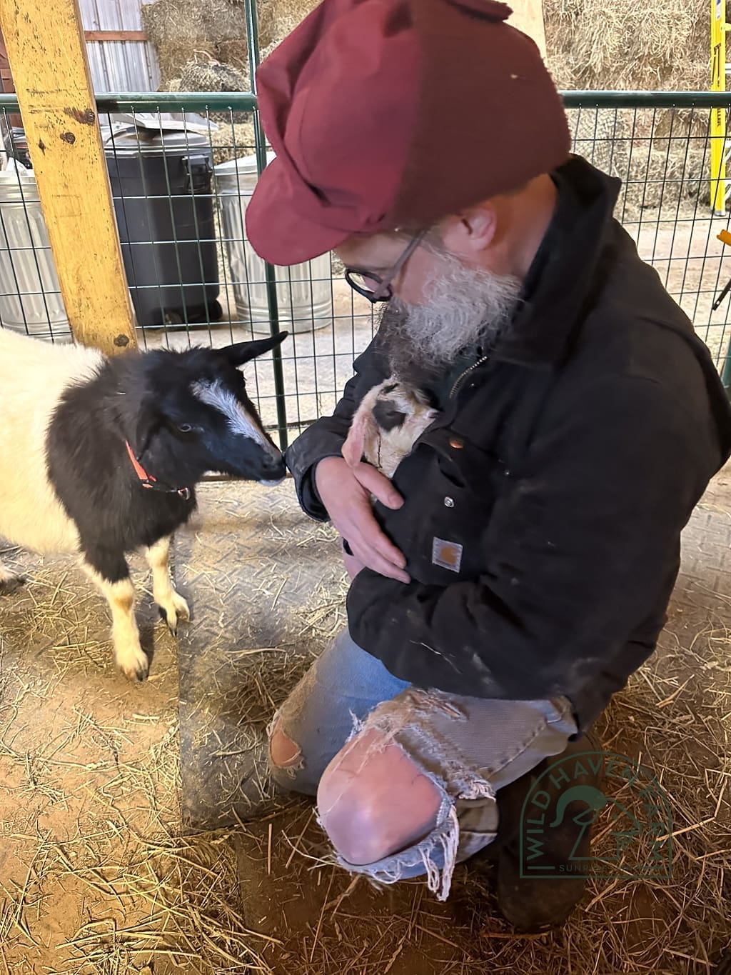 Apple Dumplin George 2024-02-28 Goat standing beside a man who has a kid goat tucked inside his winter coat.