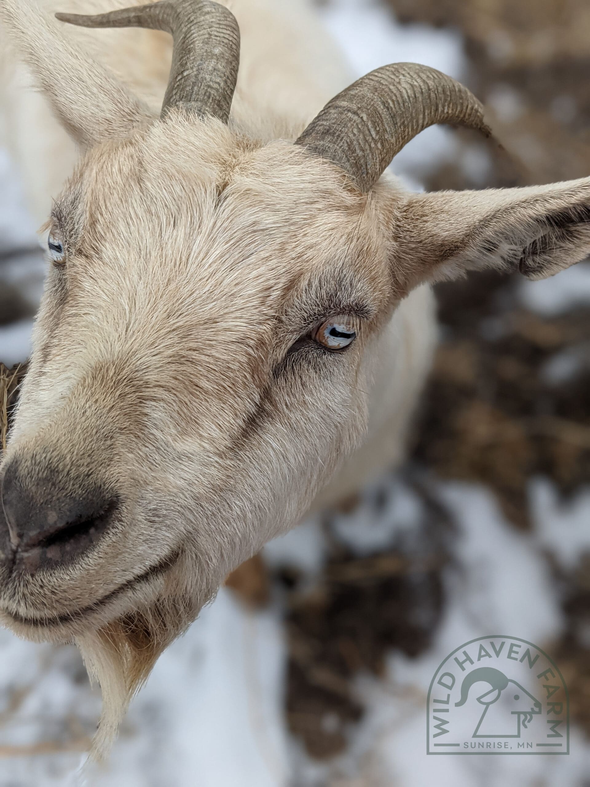 Goat looking up at camera
